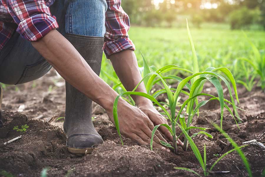 Agriculture